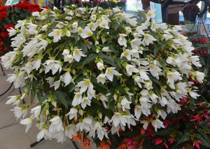 Begonia Boliviensis Starshine White - бегония каскадна бяла (072)
